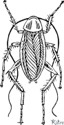 cockroach Coloring Pages To Print